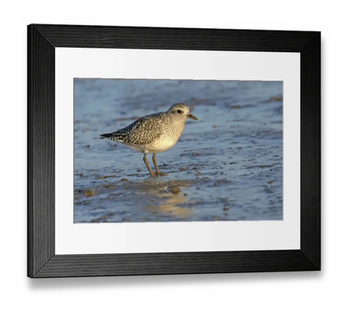 Framed Print : Grey plover (Pluvialis squatarola) adult in winter plumage on mudflats, The Wash Framed Print : Grey plover (Pluvialis squatarola) adult in winter plumage on mudflats, The Wash