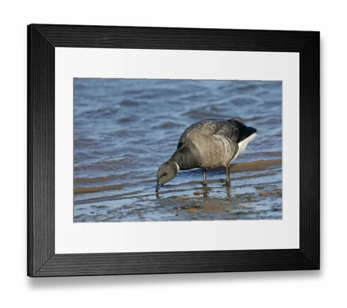 Framed Print : Dark-bellied brent goose (Branta bernicla) feeding on shore just after high water Framed Print : Dark-bellied brent goose (Branta bernicla) feeding on shore just after high water