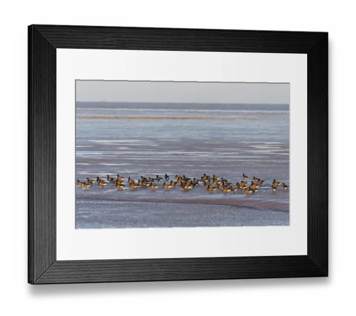 Framed Print : Flock of dark-bellied brent geese (Branta bernicla) on foreshore, Snettisham RSPB reserve Framed Print : Flock of dark-bellied brent geese (Branta bernicla) on foreshore, Snettisham RSPB reserve