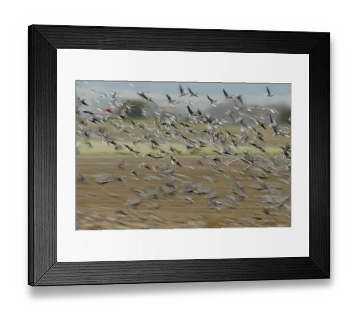 Framed Print : A flock of Pink-footed geese (Anser brachyrhynchus) taking flight from a sugar beet Framed Print : A flock of Pink-footed geese (Anser brachyrhynchus) taking flight from a sugar beet