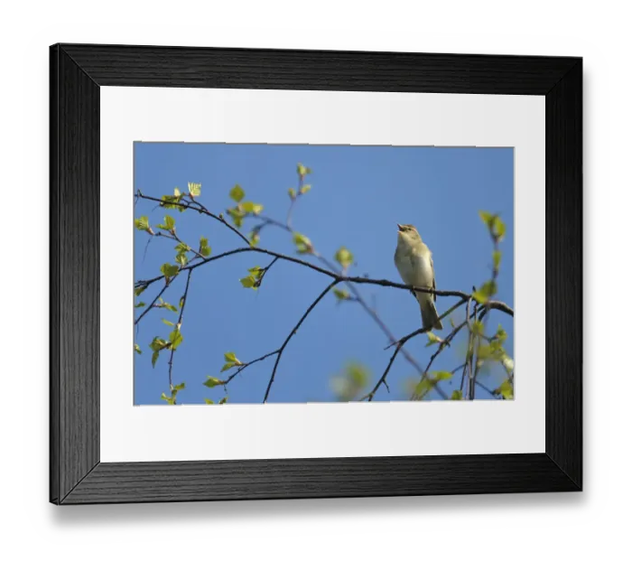 Framed Print : Willow warbler (Phylloscopus trochilus) singing in birch tree at Frensham Common nature reserve Framed Print : Willow warbler (Phylloscopus trochilus) singing in birch tree at Frensham Common nature reserve