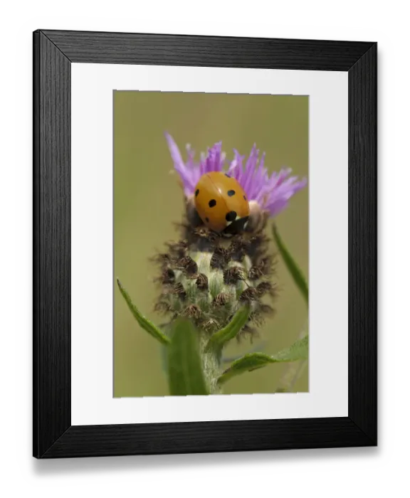 Framed Print : Seven spot ladybird (Coccinella septempunctata) on Black knapweed (Centaurea nigra) Framed Print : Seven spot ladybird (Coccinella septempunctata) on Black knapweed (Centaurea nigra)