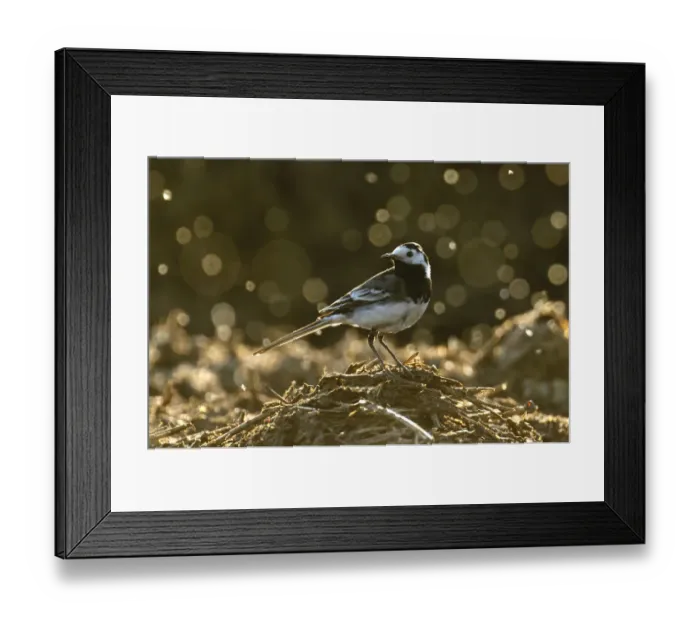 Framed Print : Adult male Pied wagtail (Motacilla alba yarrellii), in spring plumage, feeding on dung flies Framed Print : Adult male Pied wagtail (Motacilla alba yarrellii), in spring plumage, feeding on dung flies