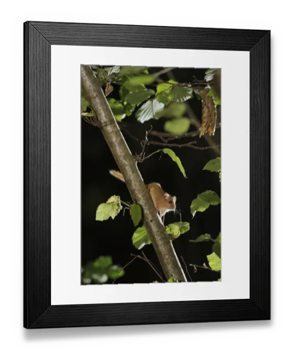 Framed Print : Hazel dormouse (Muscardinus avellanarius) in coppiced hazel tree, Kent, UK Framed Print : Hazel dormouse (Muscardinus avellanarius) in coppiced hazel tree, Kent, UK