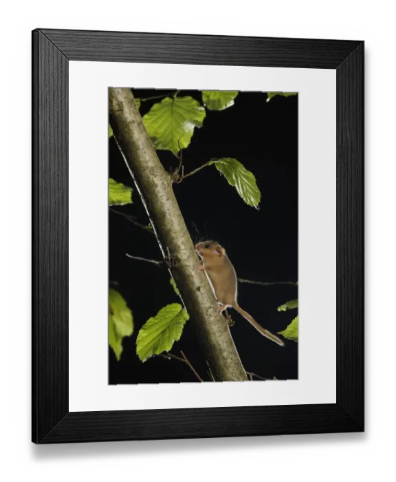 Framed Print : Hazel dormouse (Muscardinus avellanarius) running up branch in coppiced hazel tree, Kent, UK Framed Print : Hazel dormouse (Muscardinus avellanarius) running up branch in coppiced hazel tree, Kent, UK
