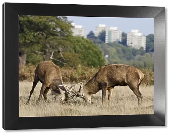 Red deer (Cervus elaphus) stags fighting during rut, with blocks of flats in the background
