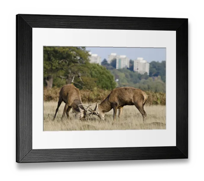 Framed Print : Red deer (Cervus elaphus) stags fighting during rut, with blocks of flats in the background Framed Print : Red deer (Cervus elaphus) stags fighting during rut, with blocks of flats in the background