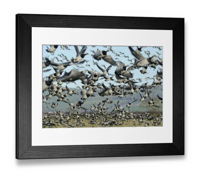 Framed Print : Large flock of Barnacle geese (Branta leucopsis) taking off from grazing marshes Framed Print : Large flock of Barnacle geese (Branta leucopsis) taking off from grazing marshes