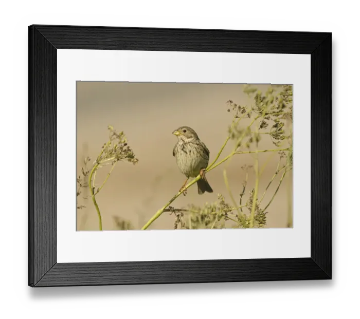 Framed Print : Corn bunting (Milaria calandria / Emberiza calandra) perched on seed head, Norfolk Framed Print : Corn bunting (Milaria calandria / Emberiza calandra) perched on seed head, Norfolk