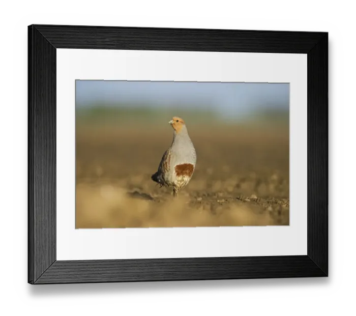 Framed Print : Grey Partridge (Perdix perdix) on a bare field, Norfolk, England, UK, April Framed Print : Grey Partridge (Perdix perdix) on a bare field, Norfolk, England, UK, April