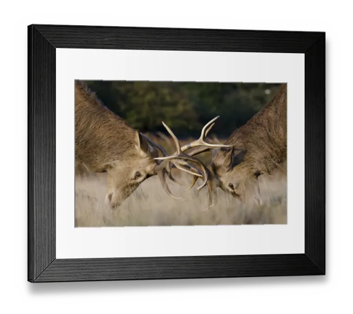 Framed Print : Red deer (Cervus elaphus) stags fighting during rut, Richmond Park, London, England Framed Print : Red deer (Cervus elaphus) stags fighting during rut, Richmond Park, London, England