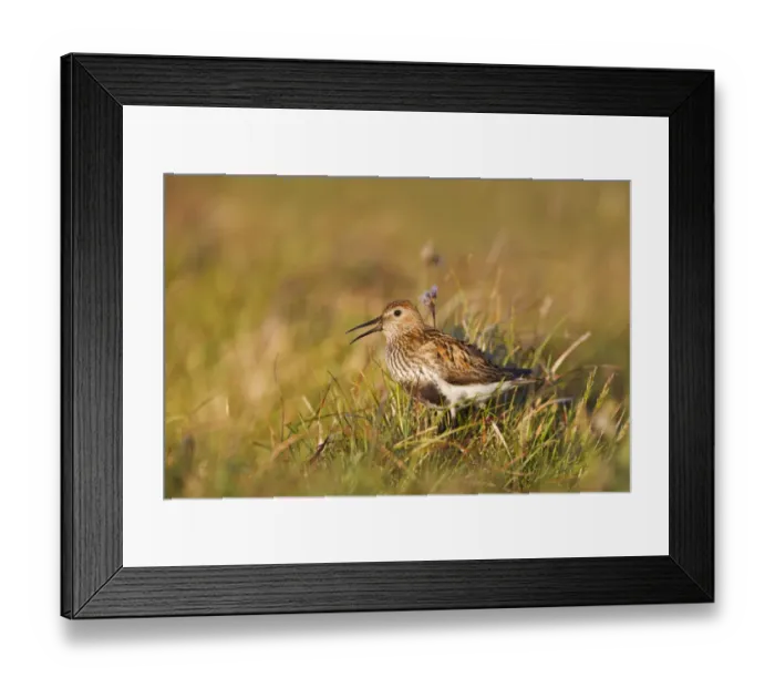 Framed Print : Adult male Dunlin (Calidris alpina) in summer plumage calling on moorland, Scotland Framed Print : Adult male Dunlin (Calidris alpina) in summer plumage calling on moorland, Scotland