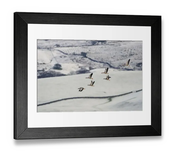 Framed Print : Small flock of Greylag geese (Anser anser) flying over snow covered fields, Ken-Dee Framed Print : Small flock of Greylag geese (Anser anser) flying over snow covered fields, Ken-Dee