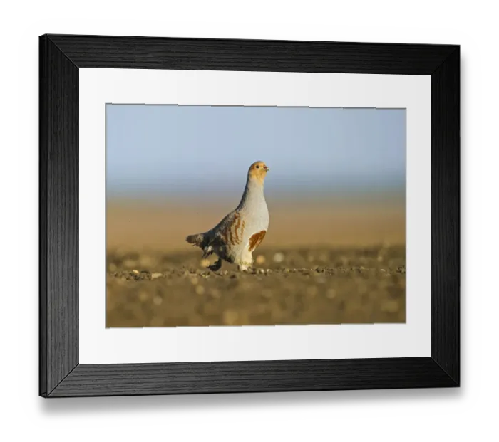 Framed Print : Grey Partridge (Perdix perdix) on a bare field, scraping for food, Norfolk, England, UK, April Framed Print : Grey Partridge (Perdix perdix) on a bare field, scraping for food, Norfolk, England, UK, April