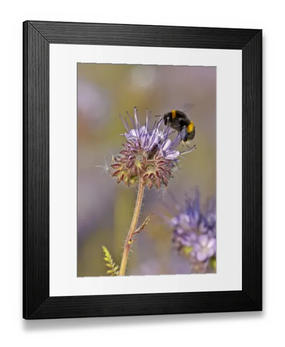 Framed Print : Buff-tailed bumble bee (Bombus terrestris) worker feeding on nectar from a Scorpionweed Framed Print : Buff-tailed bumble bee (Bombus terrestris) worker feeding on nectar from a Scorpionweed