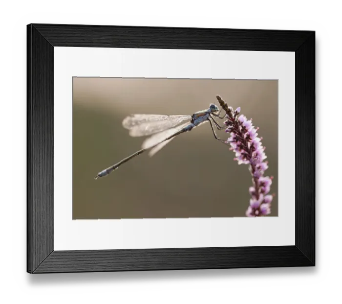Framed Print : Emerald damselfly (Lestes sponsa) in early morning light, Arne RSPB reserve, Dorset Framed Print : Emerald damselfly (Lestes sponsa) in early morning light, Arne RSPB reserve, Dorset
