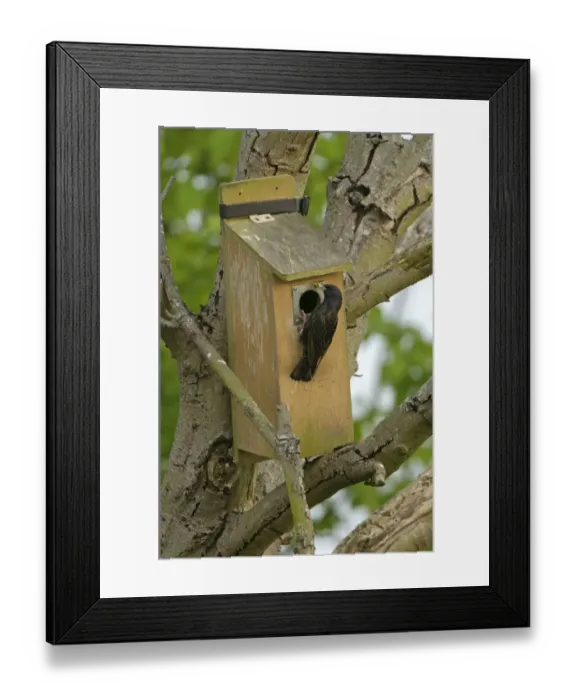 Framed Print : Common starling (Sturnus vulgaris) adult with insect food arriving at nestbox to feed chicks Framed Print : Common starling (Sturnus vulgaris) adult with insect food arriving at nestbox to feed chicks