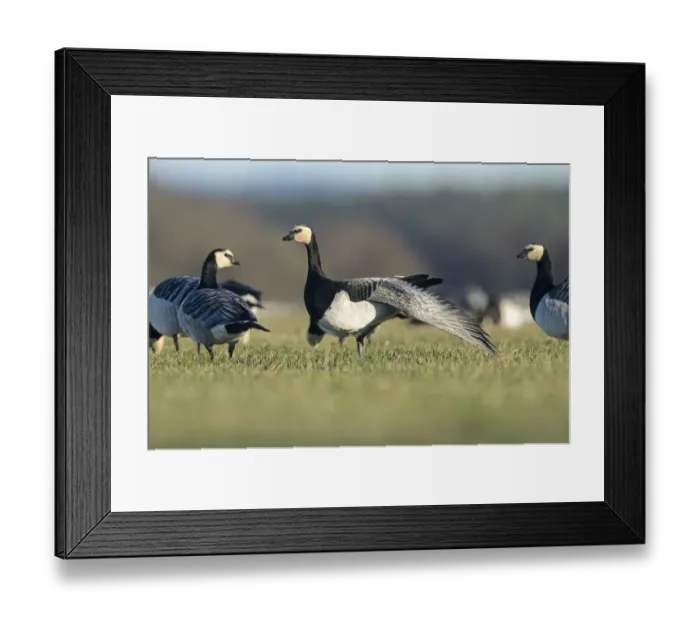 Framed Print : Barnacle geese (Branta leucopsis) feeding on grazing marshes, with one bird wing stretching