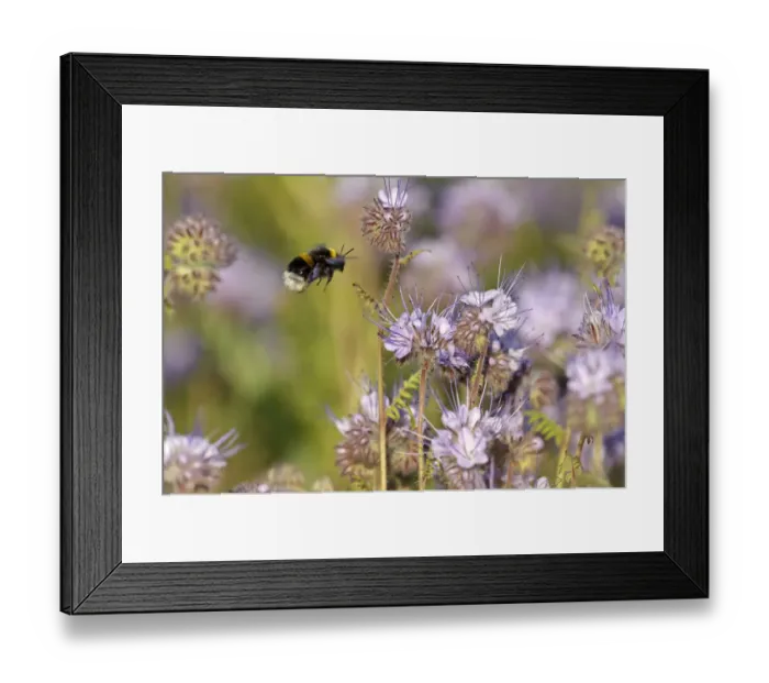 Framed Print : Buff-tailed bumble bee (Bombus terrestris) worker alighting on a Scorpionweed (Phacelia Framed Print : Buff-tailed bumble bee (Bombus terrestris) worker alighting on a Scorpionweed (Phacelia