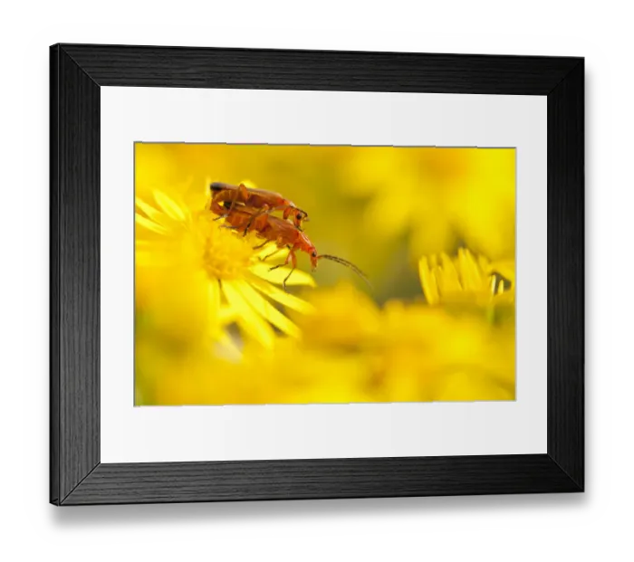 Framed Print : Pair of mating soldier beetles (Rhagonycha fulva) on Common ragwort (Senecio jacobaea) Framed Print : Pair of mating soldier beetles (Rhagonycha fulva) on Common ragwort (Senecio jacobaea)