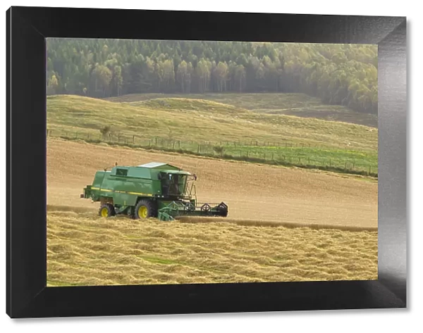 Combine harvester harvesting Barley (Hordeum vulgare) crop, Strathspey, Highlands