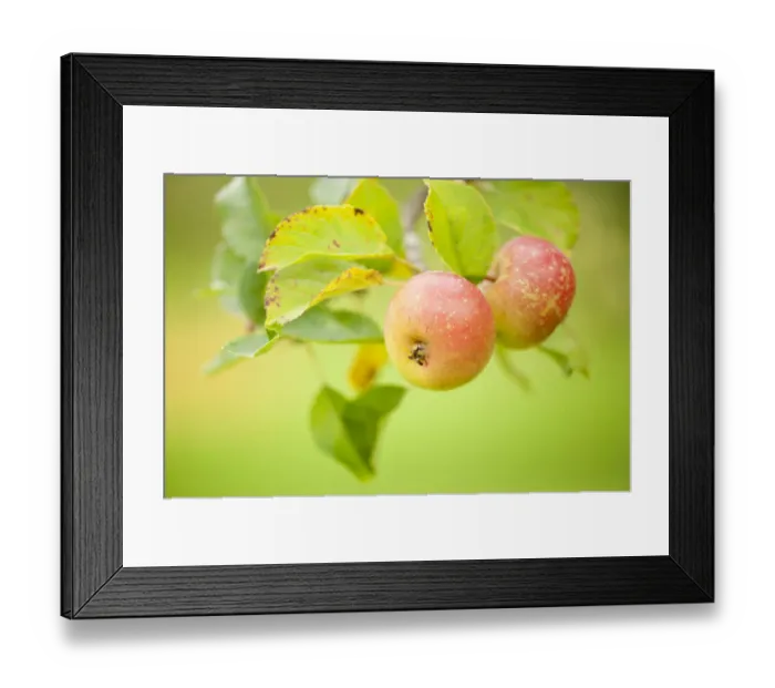 Framed Print : Apples (Malus domestica) growing in traditional orchard at Cotehele National Trust property Framed Print : Apples (Malus domestica) growing in traditional orchard at Cotehele National Trust property