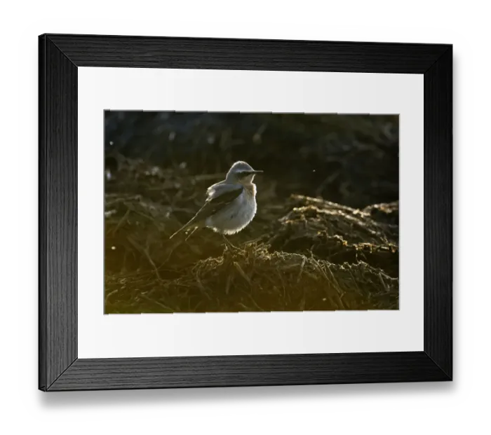 Framed Print : Adult male Northern wheatear (Oenanthe oenanthe) with ruffled plumage feeding Framed Print : Adult male Northern wheatear (Oenanthe oenanthe) with ruffled plumage feeding