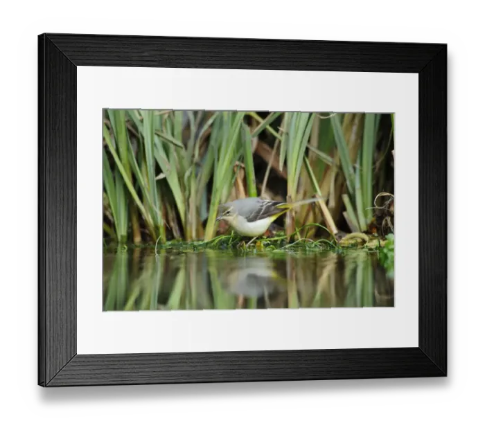 Framed Print : Grey wagtail (Motacilla cinerea) amongst vegetation, Kent, UK, February Framed Print : Grey wagtail (Motacilla cinerea) amongst vegetation, Kent, UK, February