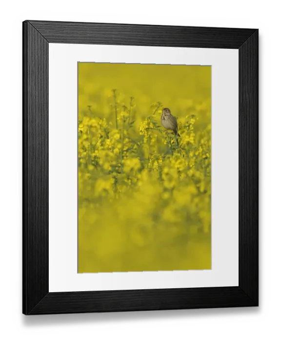Framed Print : Corn bunting (Milaria calandra) perched in a field of Oilseed rape (Brassica napus)