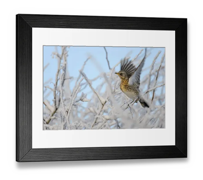 Framed Print : Fieldfare (Turdus pilaris) perched in a frosted winter hedgerow flapping wings, Cambridgeshire Framed Print : Fieldfare (Turdus pilaris) perched in a frosted winter hedgerow flapping wings, Cambridgeshire