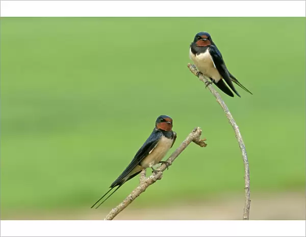 Two Barn swallows (Hirundo rustica), Hertfordshire, England, UK, May