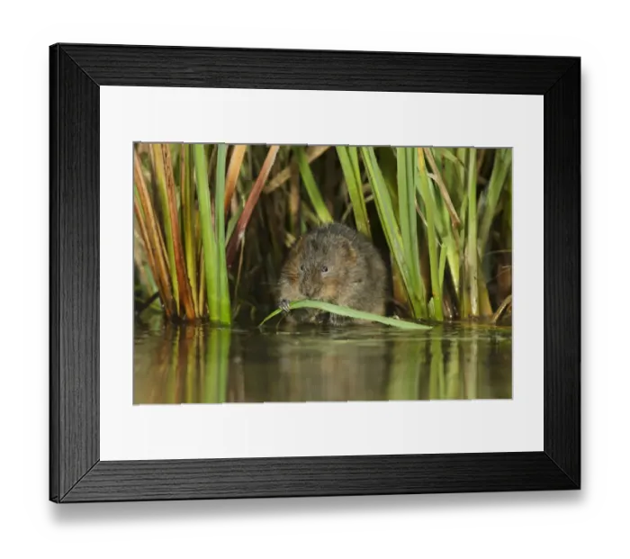 Framed Print : Water vole (Arvicola amphibius / Arvicola terrestris) feeding amongst vegetation Framed Print : Water vole (Arvicola amphibius / Arvicola terrestris) feeding amongst vegetation
