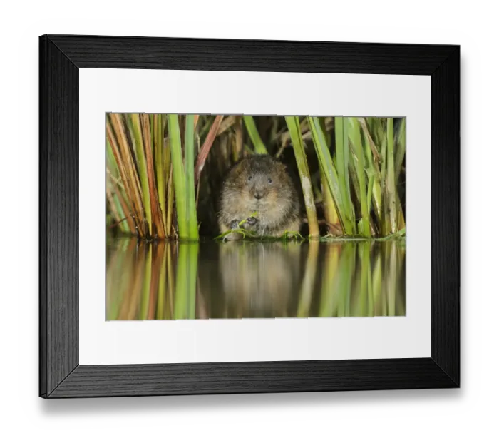 Framed Print : Water vole (Arvicola amphibius / Arvicola terrestris) feeding amongst vegetation Framed Print : Water vole (Arvicola amphibius / Arvicola terrestris) feeding amongst vegetation