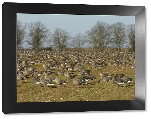 Flock of Pink-footed geese (Anser brachyrhynchus) feeding on sugar beet tops in a field