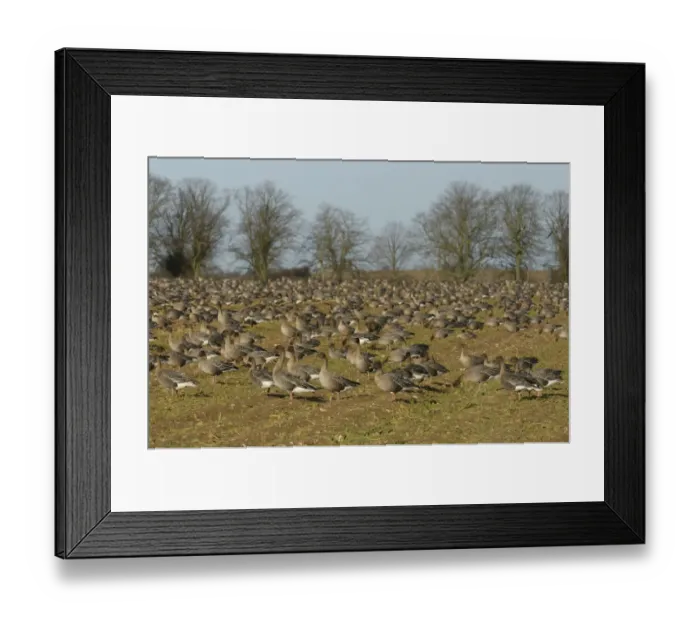 Framed Print : Flock of Pink-footed geese (Anser brachyrhynchus) feeding on sugar beet tops in a field Framed Print : Flock of Pink-footed geese (Anser brachyrhynchus) feeding on sugar beet tops in a field