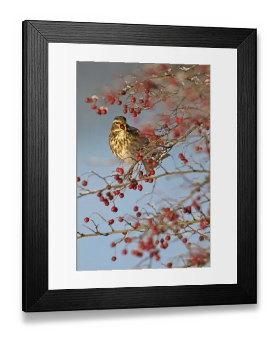 Framed Print : Redwing (Turdus iliacus) feeding on Hawthorn (Crataegus monogyna) berries in winter hedgerow Framed Print : Redwing (Turdus iliacus) feeding on Hawthorn (Crataegus monogyna) berries in winter hedgerow