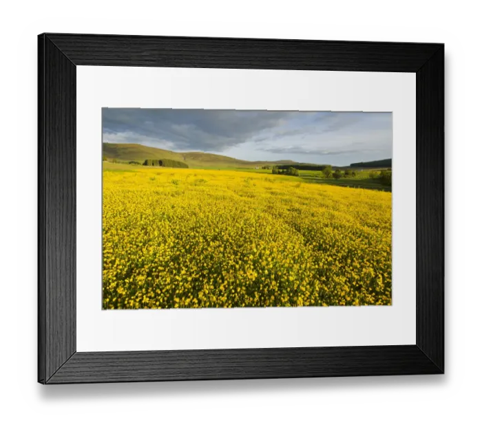 Framed Print : Creeping buttercup (Ranunculus repens) covering an unimproved field, Cromdale, Cairngorms NP Framed Print : Creeping buttercup (Ranunculus repens) covering an unimproved field, Cromdale, Cairngorms NP