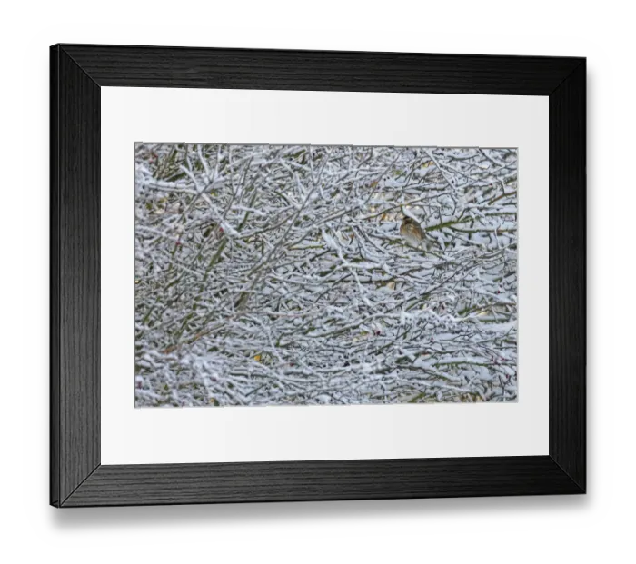 Framed Print : Redwing (Turdus iliacus) perched in a snow covered hedgerow, Cambridgeshire, England Framed Print : Redwing (Turdus iliacus) perched in a snow covered hedgerow, Cambridgeshire, England