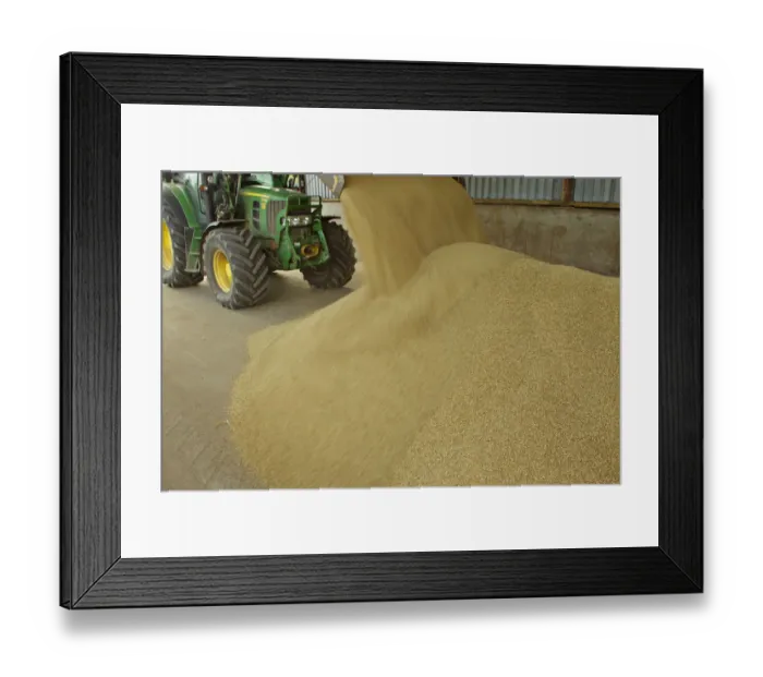 Framed Print : Harvested Barley (Hordeum vulgare) grain being unloaded into a storage barn, Scotland Framed Print : Harvested Barley (Hordeum vulgare) grain being unloaded into a storage barn, Scotland