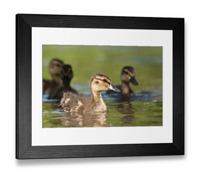 Framed Print : Mallard (Anas platyrhynchos) ducklings, Bradfield Nature Reserve, Berkshire, England Framed Print : Mallard (Anas platyrhynchos) ducklings, Bradfield Nature Reserve, Berkshire, England