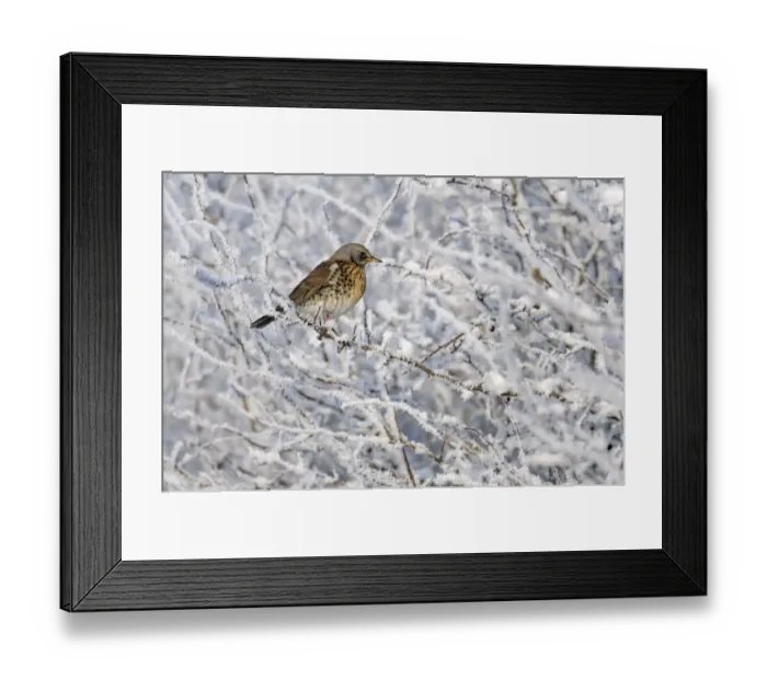 Framed Print : Fieldfare (Turdus pilaris) perched in a winter hedgerow, Cambridgeshire, England Framed Print : Fieldfare (Turdus pilaris) perched in a winter hedgerow, Cambridgeshire, England