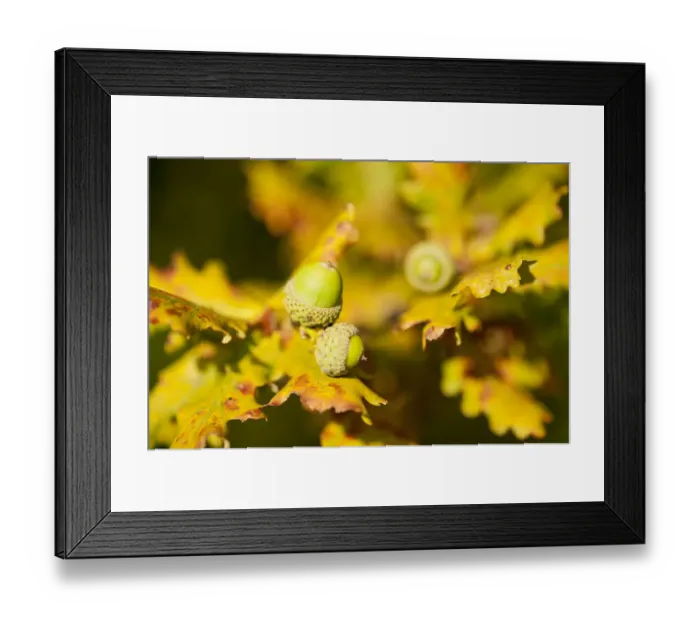 Framed Print : Close up of acorns and autumnal foliage ofEnglish oak (Quercus robur), Arne RSPB reserve