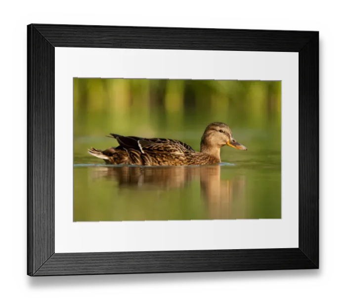 Framed Print : Female Mallard (Anas platyrhynchos), swimming on river, Bradfield Nature Reserve Framed Print : Female Mallard (Anas platyrhynchos), swimming on river, Bradfield Nature Reserve