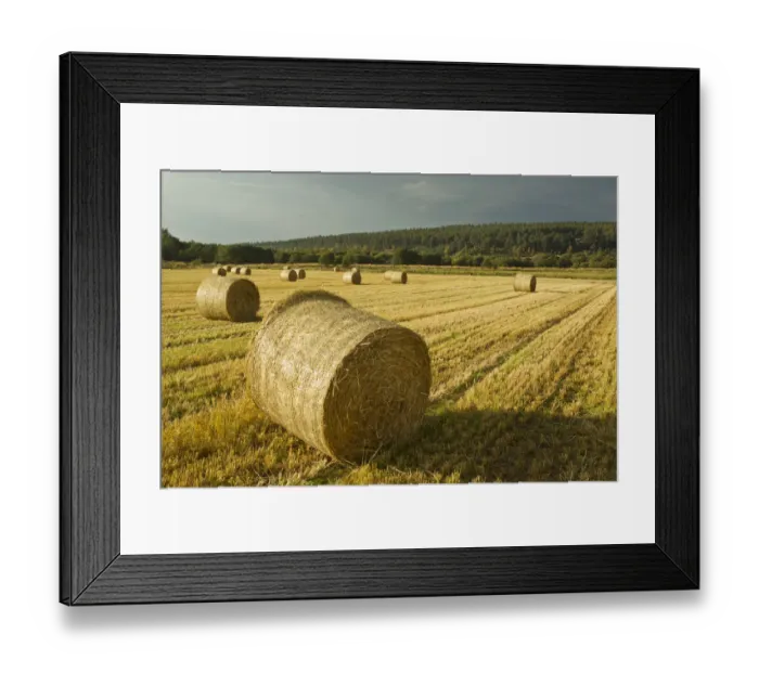 Framed Print : Bales of Barley straw on arable farmland, Scotland, UK Framed Print : Bales of Barley straw on arable farmland, Scotland, UK
