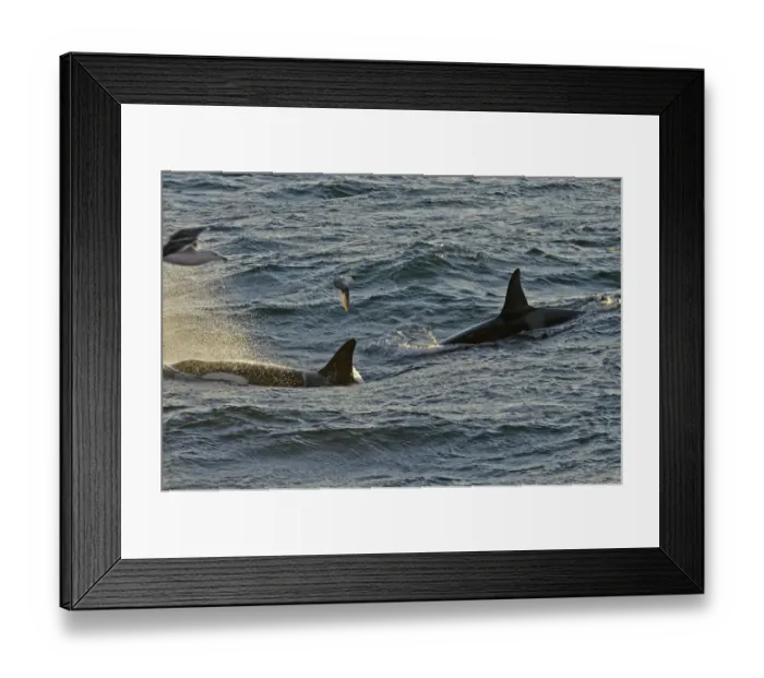 Framed Print : Two Killer whales (Orcinus orca) with a solitary Fulmar (Fulmarus glacialis) seen Framed Print : Two Killer whales (Orcinus orca) with a solitary Fulmar (Fulmarus glacialis) seen