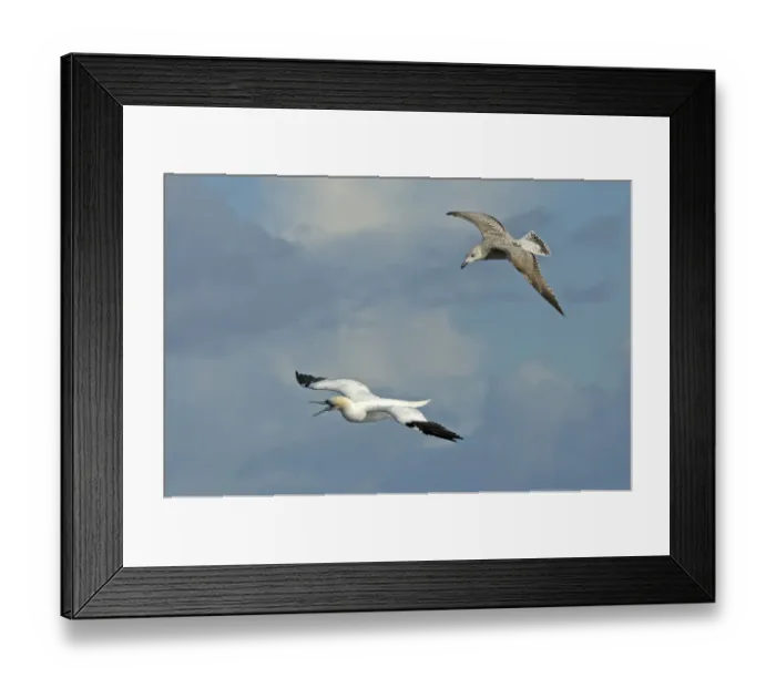 Framed Print : Northern gannet (Sula bassana) being mobbed by immature Great black-backed gull (Larus marinus) Framed Print : Northern gannet (Sula bassana) being mobbed by immature Great black-backed gull (Larus marinus)