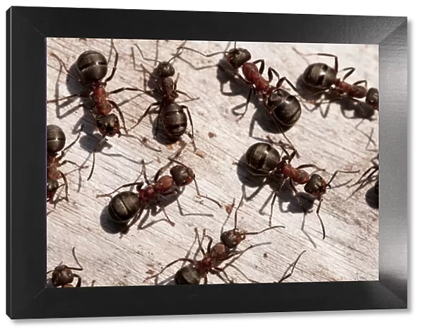 Wood ants (Formica rufa), Arne RSPB reserve, Dorset, England, UK, September