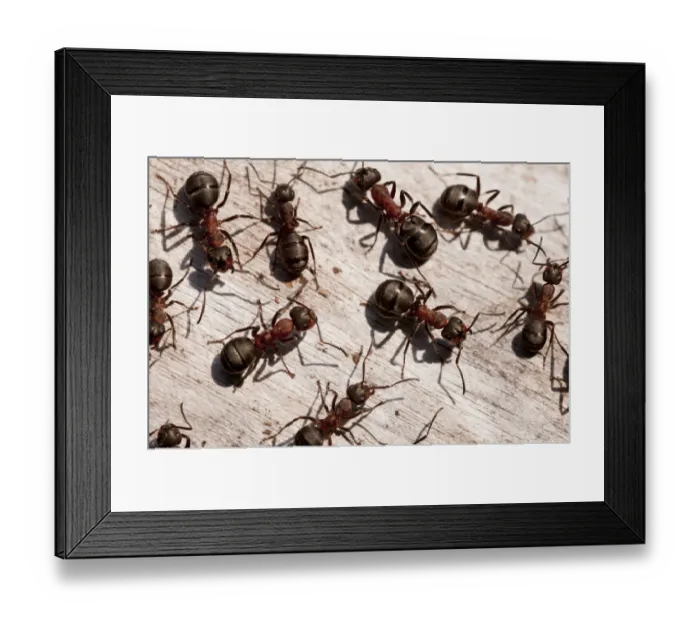 Framed Print : Wood ants (Formica rufa), Arne RSPB reserve, Dorset, England, UK, September Framed Print : Wood ants (Formica rufa), Arne RSPB reserve, Dorset, England, UK, September
