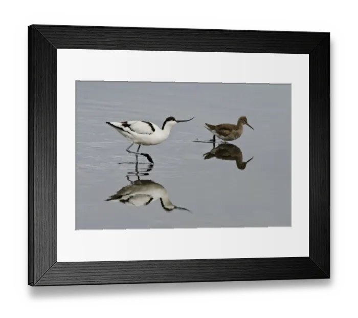 Framed Print : Avocet (Recurvirostra avosetta) feeding along side a Redshank (Tringa totanus), Brownsea Island Framed Print : Avocet (Recurvirostra avosetta) feeding along side a Redshank (Tringa totanus), Brownsea Island