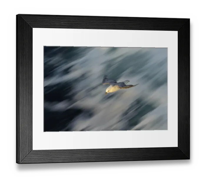 Framed Print : Fulmar (Fulmarus glacialis) in flight over rough sea alongside the pelagic trawler Framed Print : Fulmar (Fulmarus glacialis) in flight over rough sea alongside the pelagic trawler